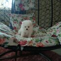 Pure Breed Tiny Pomeranian-3