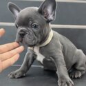 French Bulldog Puppy For Sale Malaysia (Imported lineage) (019 - 480 6689 Grace) -1