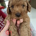 Pure Cute Home Breed Toy Poodle-3