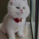 British shorthair kittens males and females-2