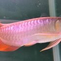 Yellow Wings, Red Arowana Fish -0