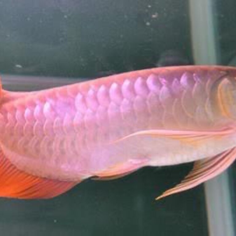 Yellow Wings, Red Arowana Fish 