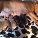 Pure Pitbull Puppies For Sale-3