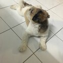 Shih Tzu for Adoption-1