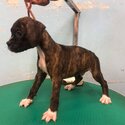 Boxer Puppy For Sale Malaysia (019 - 480 6689 Grace) -0