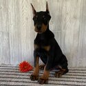 European Doberman Puppies For Sale-3