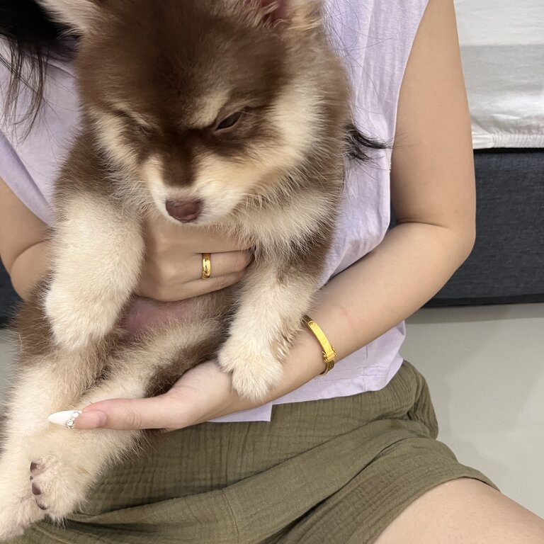 Pomsky Male Puppy 