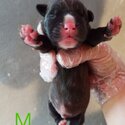 Pure Pitbull Puppies For Sale-2