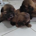 shih tzu puppy-1