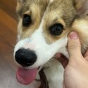 pembroke whelsh corgi for sale-0