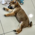 Shiba inu looking for new home-1