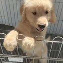 Golden Retriever Puppy For Sale Malaysia (019 - 480 6689 Grace) -0