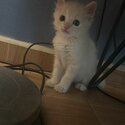 Kitten Ragdoll mixed DLH for sale-1