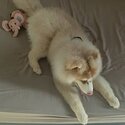 Cute Puppy Husky Looking for New Home-2