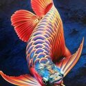 Yellow Wings, Red Arowana Fish -3