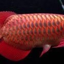 Yellow Wings, Red Arowana Fish -2