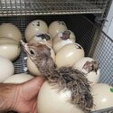 Ostrich Eggs, Parrot Eggs, Ostrich Chickens day old chicks-0