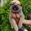 Shiba Inu Puppy For Sale Malaysia (Imported lineage)(019 - 480 6689 Grace)-2