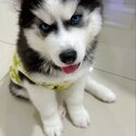 Wooly Husky Pure Breed (Black)-1