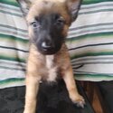 Puppies Belgium Malinois-4