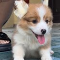 Long Coat Welsh Corgi Puppy For Sale Malaysia (Imported from Vietnam) (019 - 480 6689 Grace) -1