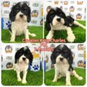 Cavalier King Charles puppy-1