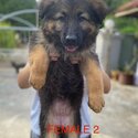 2months German Shepherd for adopt (Tan-0129555281)-3