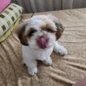 Shih tzu puppy for sale-3