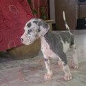 Great Dane Male Pup (Blue Harlequin Color)-1