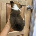 Pure corgi-2