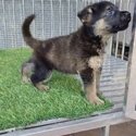 German Shepherd Puppy For Sale Malaysia (Imported lineage)(019 - 480 6689 Grace) -1