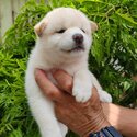 Shiba Inu Puppy For Sale Malaysia (Imported lineage)(019 - 480 6689 Grace)-0