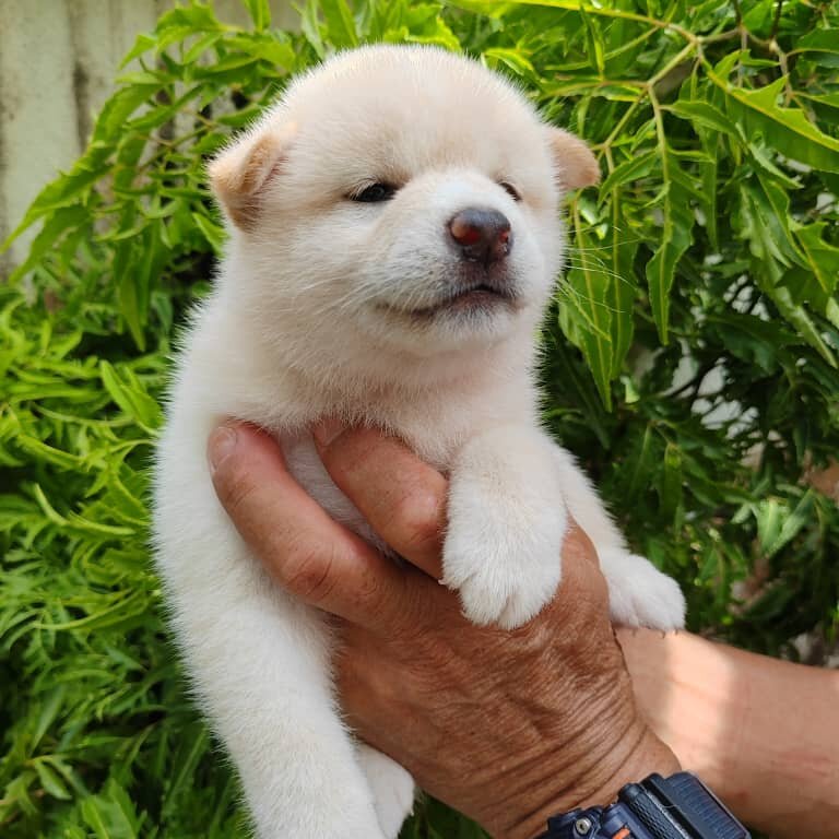 Shiba Inu Puppy For Sale Malaysia (Imported lineage)(019 - 480 6689 Grace)