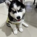 Wooly Husky Pure Breed (Male Black)-2