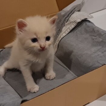 Kitten Ragdoll mixed DLH for sale