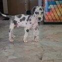 Great Dane Male Pup (Blue Harlequin Color)-2