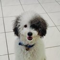 Friendly puppy poodle -2