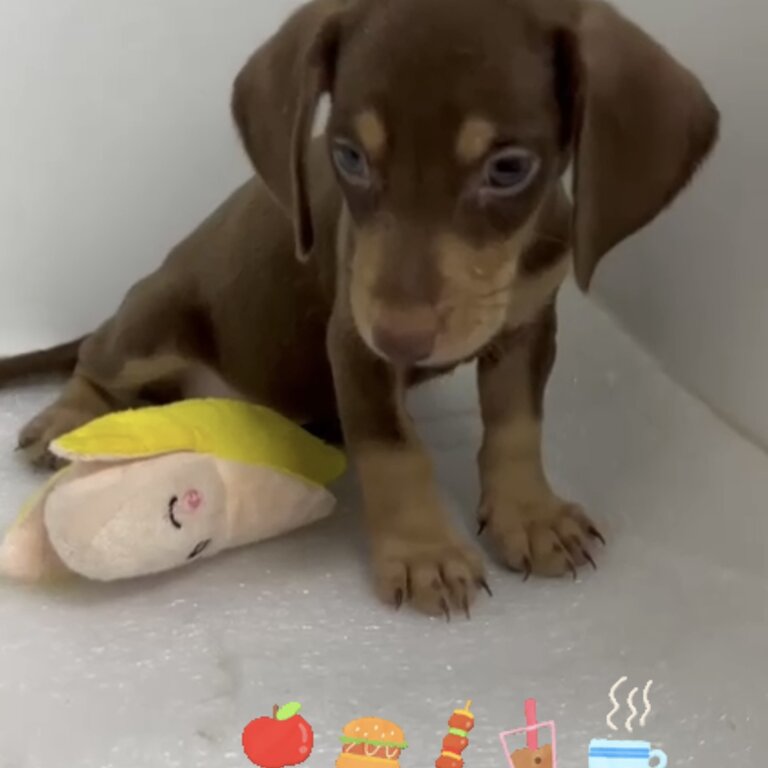 Dachshund Puppy For Sale Malaysia (019 - 480 6689 Grace) 