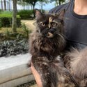 Persian female tortoishell couloured-0