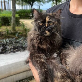 Persian female tortoishell couloured