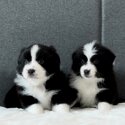 Border Collie Puppy For Sale Malaysia (019 - 480 6689 Grace)-1