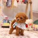 Teacup poodle puppies for sale 