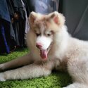 Cute Puppy Husky Looking for New Home-4