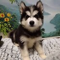 Wooly Husky Puppy For Sale Malaysia (019 - 480 6689 Grace) -3