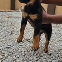 Adorable Rottweiler Puppies for Sale – Cheras, Selangor-1