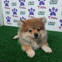 Pomeranian mix Corgi -0