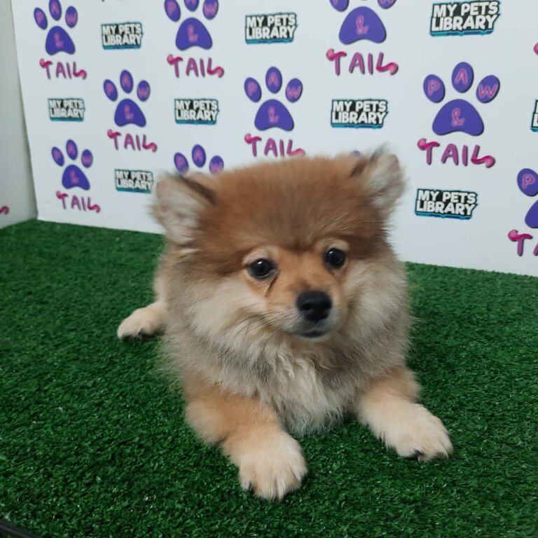 Pomeranian mix Corgi 