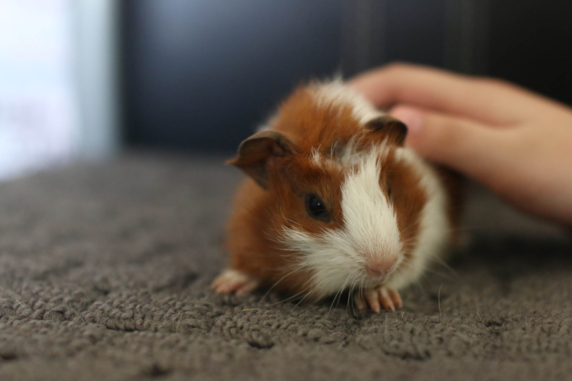 Guinea pig