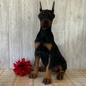 European Doberman Puppies For Sale-0