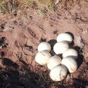 Ostrich Eggs, Parrot Eggs, Ostrich Chickens day old chicks-3